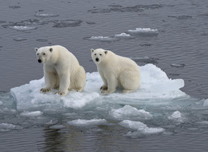 Polar Bears -Ursus maritimus-, female and juvenile on an ice floe in the pack ice, Spitsbergen Island, Svalbard Archipeligo, Svalbard and Jan Mayen, Norway